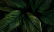 Leinwandbild Motiv Closeup green leaves of tropical plant in garden. Dense dark green leaf with beauty pattern texture background. Green leaves for spa background. Green wallpaper. Top view ornamental plant in garden.