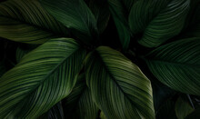 Closeup Green Leaves Of Tropical Plant In Garden. Dense Dark Green Leaf With Beauty Pattern Texture Background. Green Leaves For Spa Background. Green Wallpaper. Top View Ornamental Plant In Garden.