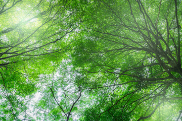 Wall Mural - bottom view of tree with green leaves in tropical forest with sun light. fresh environment in park. 