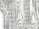 Fototapeta Paryż - White wood plank texture vector background