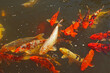 Amur carp or koi in a pond
