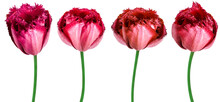 Set Flowers   Red   Tulips .   Flowers Isolated On A White Background.   No Shadows With Clipping Path.  Close-up. Nature.