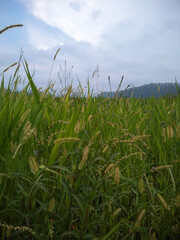 green field