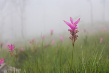 Wild Siam Tulip Field ( Curcuma Sessilis ) With Mist In The Morning At Pa Hin Ngam National Park . Chaiyaphum , Thailand .