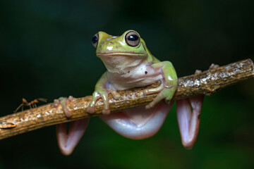 Wall Mural - Dumpy Frog, Green Tree Frog on the branch