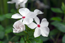 Catharanthus Roseus, Commonly Known As Bright Eyes, Cape Periwinkle, Graveyard Plant, Madagascar Periwinkle, Old Maid, Pink Periwinkle Or Rose Periwinkle