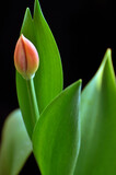 Fototapeta Tulipany - blossoming tulips in spring