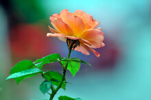 Orange Rose Flower On Green Background