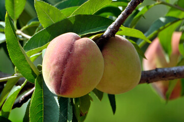 peach on the tree