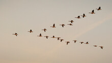 Flock Of Canadian Geese In Flight At Golden Light