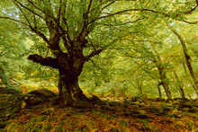 Aged Big Tree In Autumnal Forest