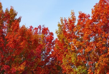 Wall Mural - Colorful red and yellow autumn leaves on an oak tree