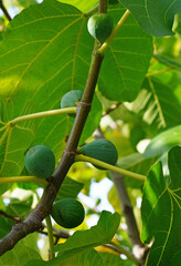 Wall Mural - Fresh figs growing on a tree