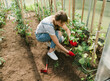 © ADDICTIVE STOCK - Young woman taking care of cucumbers at greenhouse