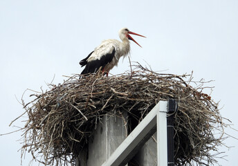 white storks family nesting on the  pillars   