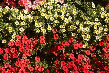 Wall Mural - Red, yellow flowers of surfinia (ampelous petunia). Summer flowers. Floral postcard with red surfinia. Garden, seasonal gardening. Coral surfinia blossom. Colorful bloom of surfinia (ampelous petunia)