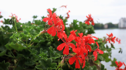 Sticker - Red geranium flowers