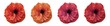 Set with beautiful poppy flowers on white background. Banner design