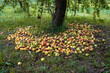Many rotten apples lying under a tree on a green meadow