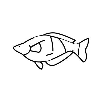 rainbowfish aquarium fish line icon vector illustration