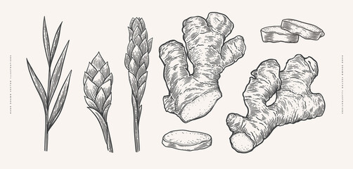 Big set of ginger roots whole and sliced. Hand drawn leaves and flowers of medicinal plant in vintage engraving style. Design element for culinary or medical products. Botanical illustration.