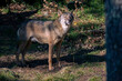 The gray wolf (Canis lupus)
