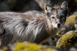 The Arctic fox (Vulpes lagopus)