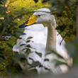 The whooper swan (Cygnus cygnus)
