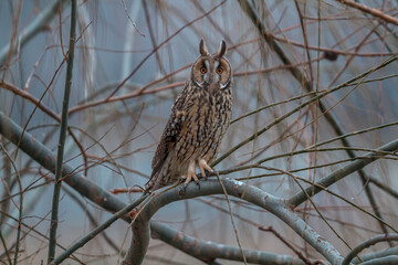 Poster - Long-eared Owl (Asio otus) perched on a tree branch