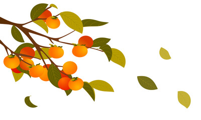 Wall Mural - Persimmon branch with leaves falling on transparent background. PNG file	