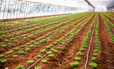 Fototapeta  - Concept agriculture farm, food industry. Lettuce grown in greenhouse