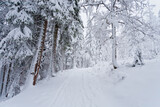Fototapeta Do pokoju - snow covered pine trees on a hill completely covered with snow, road in winter forest