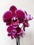 Fototapeta Storczyk - purple phalaenopsis orchid in bloom