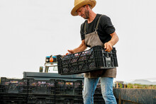 Male Farmer Loading Truck With Grapes