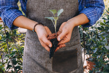 Woman Holding Green Seedling With Soil