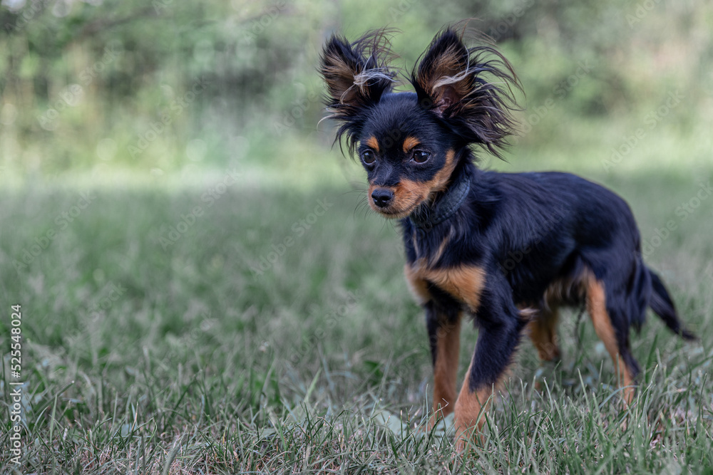 Psy Rasy Dog Psy rasy Rosyjski Toy fotografia wykonana w Polsce w prywatnej hodowli ...