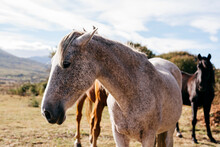 Beautiful Horses On Pasture In Sunlight