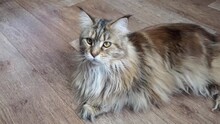 Adult Maine Coon Cat Lies On The Floor At Home And Looking Around