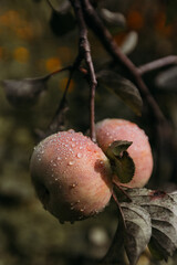 a lot of raindrops on two rose apples on a tree branch, close-up shot against a dark green background