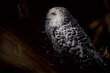 The snowy owl (Bubo scandiacus)