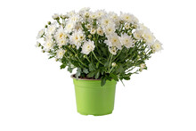 Chrysanthemum Multiflora Bush In The Pot Isolated Transparent Png. White Flowers And Buds Autumnal Bouquet.