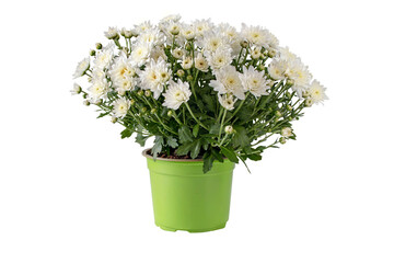 Wall Mural - chrysanthemum multiflora bush in the pot isolated transparent png. white flowers and buds autumnal b