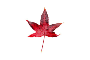 Wall Mural - Red autumn leaf with water drops isolated transparent png. American sweetgum fall coloring.