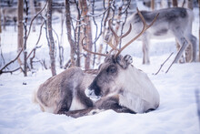 Female Reindeer With Bell Lying In Snow In Norrbotten, Sweden 2