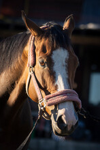 Head Portrait Of Beautiful Brown Stallion With Halter