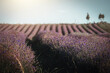 Lavendelfeld im Sommer