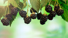 Ripe Bunch Of Blackberries Against The Background Of Nature And Sunbeams. Banner With Copyspace. Blackberry - Branches Of Fresh Berries In The Garden. Harvesting Concept