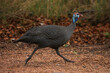Guineafowl running in the wild