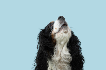 Wall Mural - Cavalier charles king dog howling and looking up. Isolated on blue pastel background