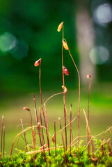 Wall Mural - the life of a simple moss in upstate ny. once the egg is fertilised, the zygote forms an embryo whic